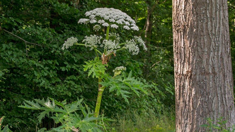 giant hogweed