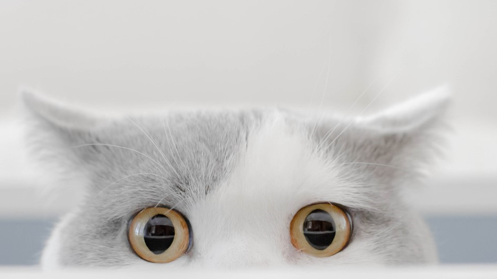 cat-peeking