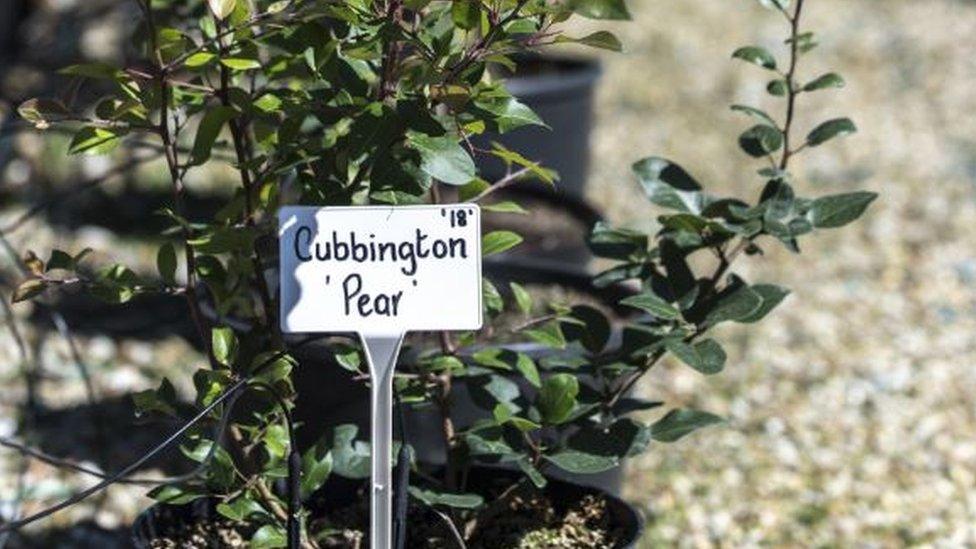 Cubbington pear sapling