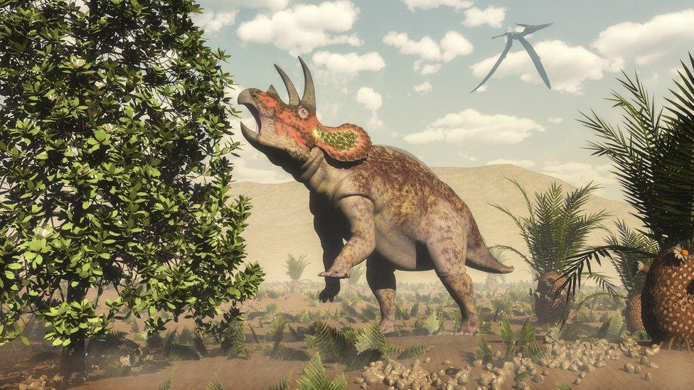 An artist impression of a triceratops