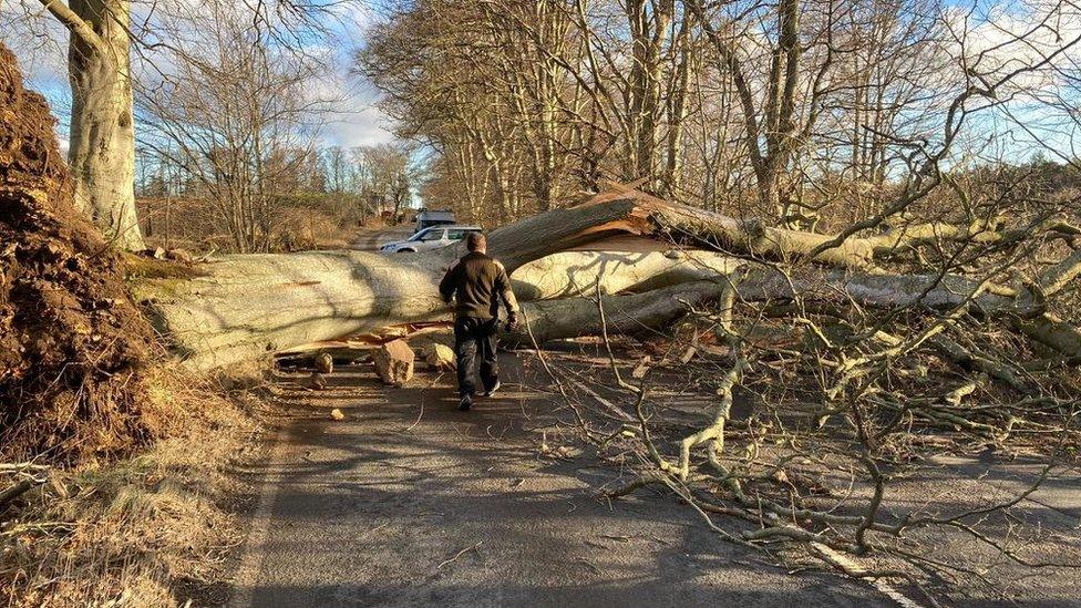 Tree down at Drumoak Aberdeenshire