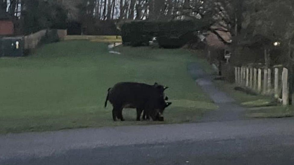 Pigs on the loose in Silloth