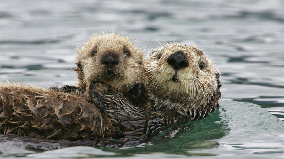 Two sea otters