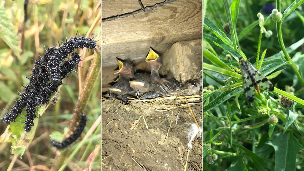 Caterpillars, bird nest, insect