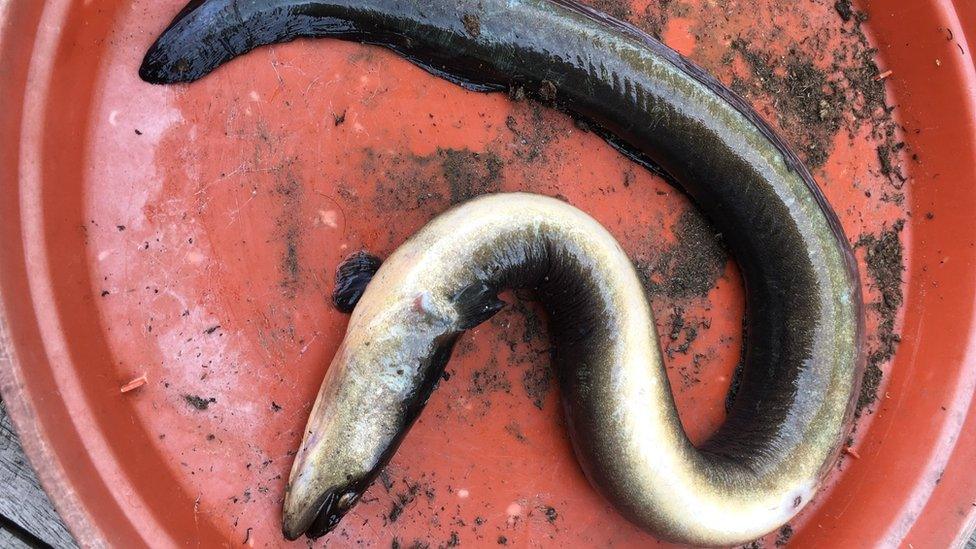 Dead eel found on river