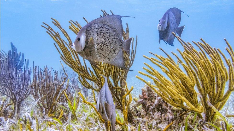 French angelfish in the Belize Barrier Reef