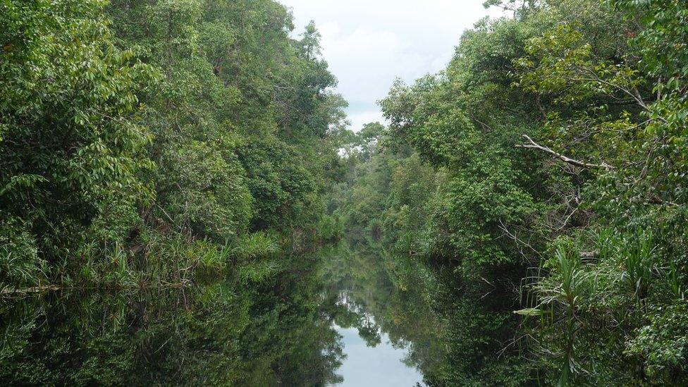 Afon Sakonyar, Canolbarth Kalimantan. Afon sydd wedi ei wneud i gyd o ddŵr glaw, ac yn nodweddiadol gan fod y dŵr yn ddu oherwydd y tir mawnog (peat). Yr enw gwreiddiol oedd 'Suangai Buaya', afon y crocodeil - cyn i'r Iseldirwyr, a oedd yn coloneiddio Indonesia tan yr Ail Ryfel Byd, ei hail enwi