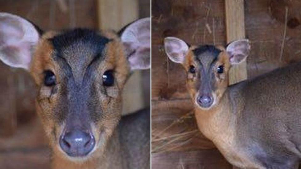 Deer at rescue centre