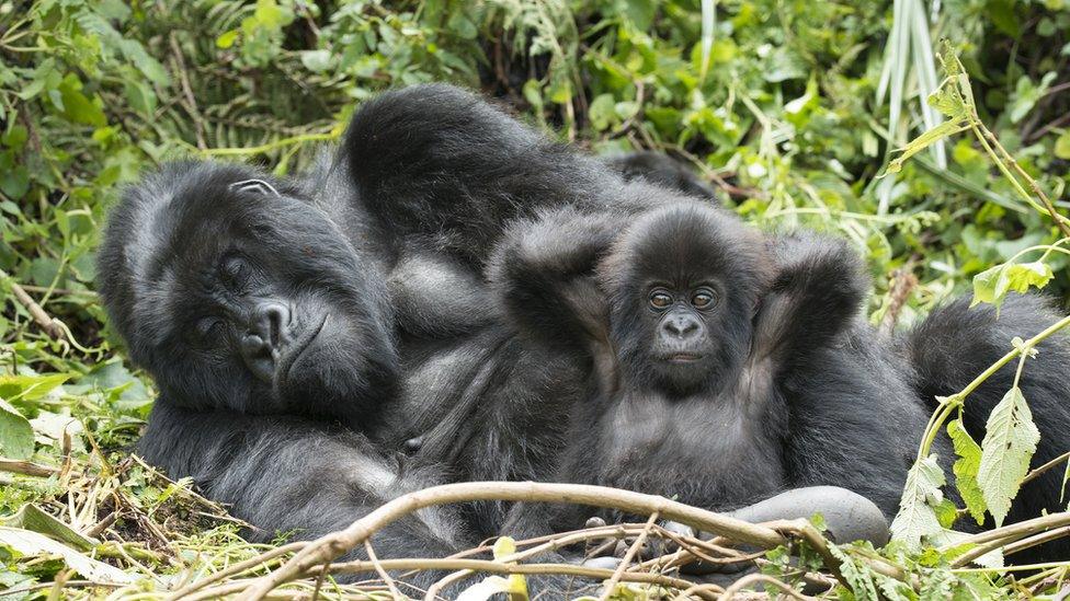 Gorillas feeding on young bamboo shoots and relaxing