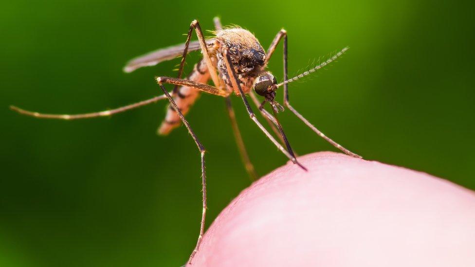 Mosquito stock image