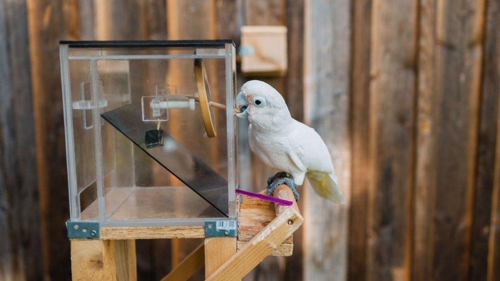 Cockatoo using a pointy stick to solve the puzzle