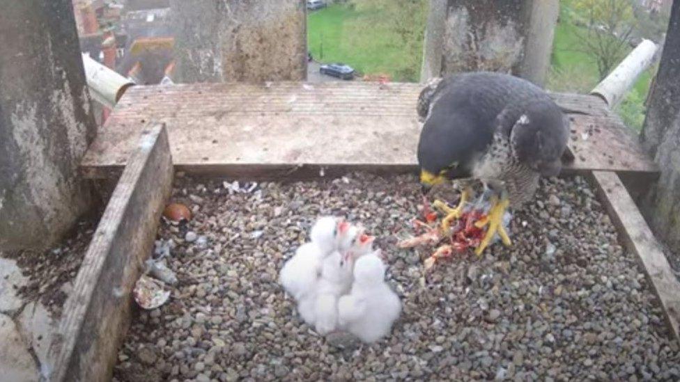 Peregrine falcon chicks at Worcester Cathedral