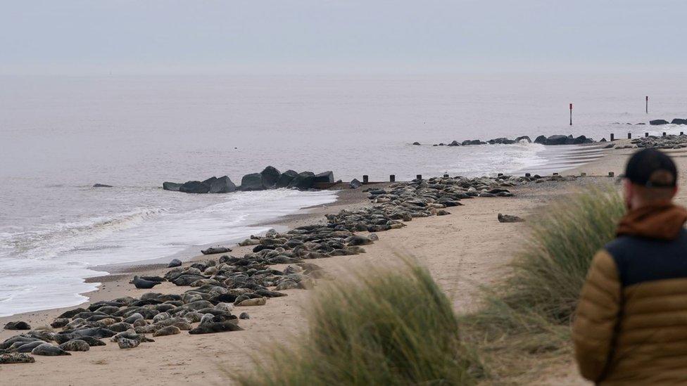 Grey seals