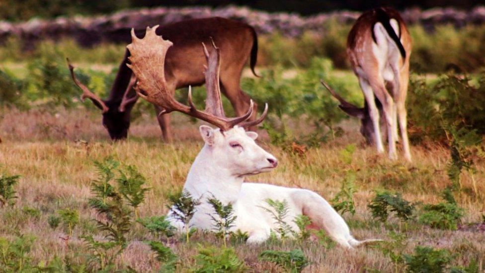 Picture of a white white fallow buck at Bradgate Park, Leicestershire