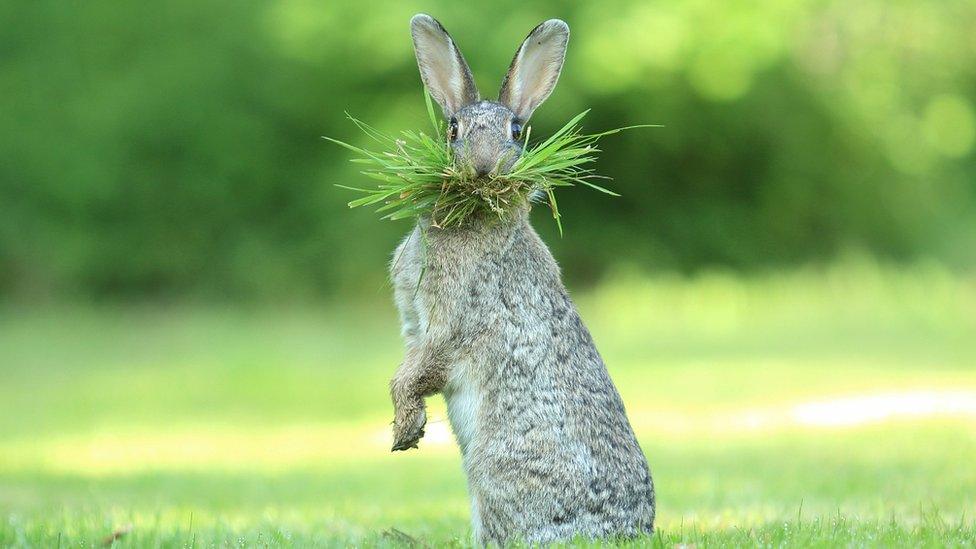 Wild rabbit with grass in its mouth.