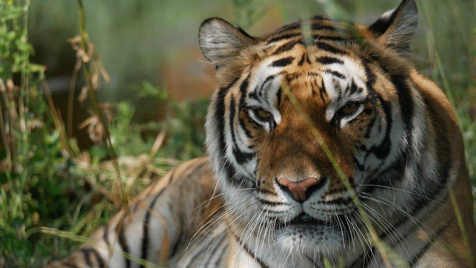 Bengal Tiger at Lincolnshire Wildlife Park