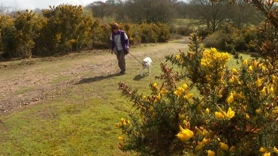 Dog on lead at Kinver Edge