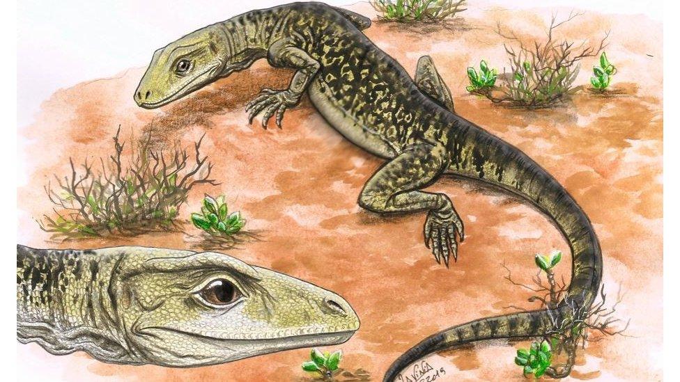 Artist's impression of Cryptovaranoides microlanius