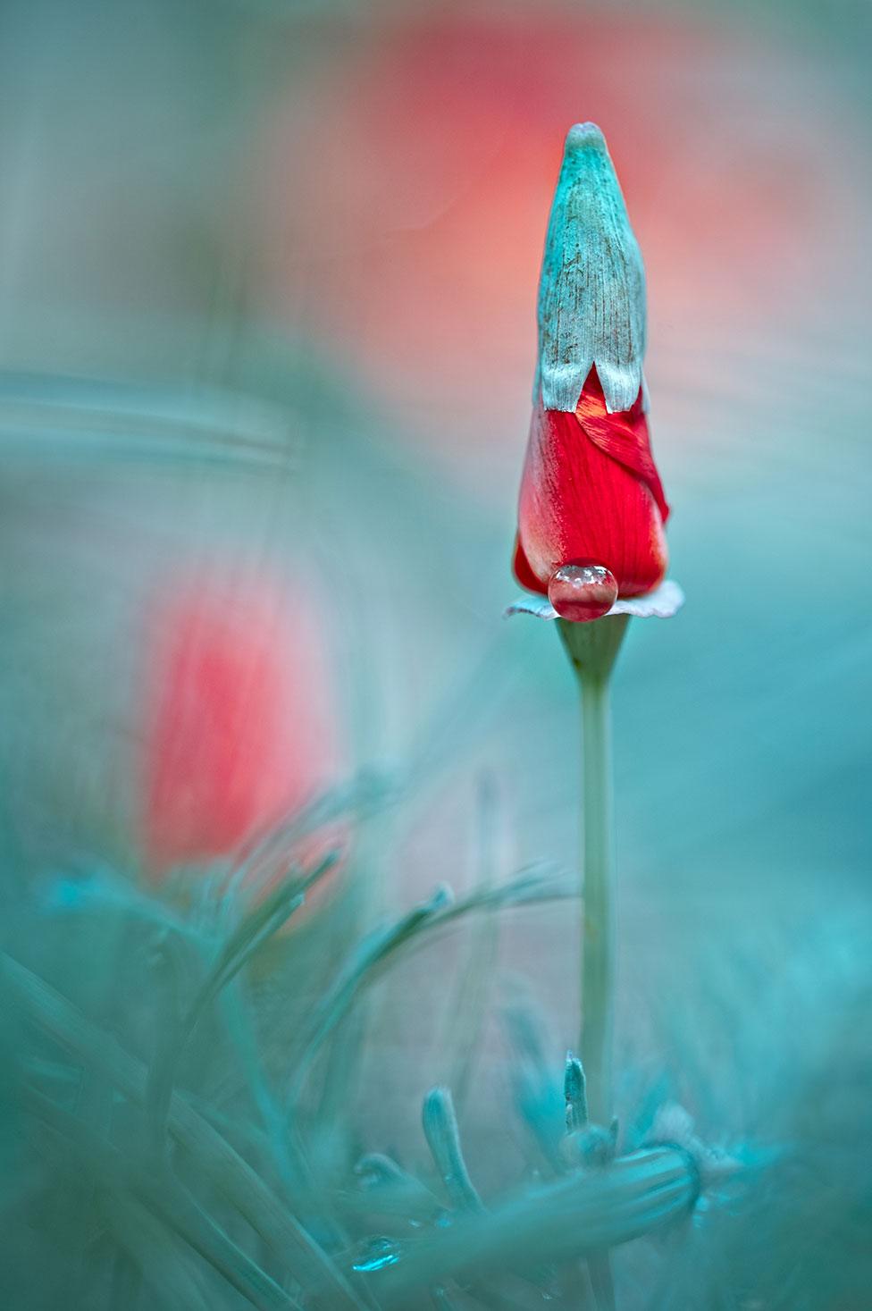 A flower bud in Trzebinia, Małopolska, Poland