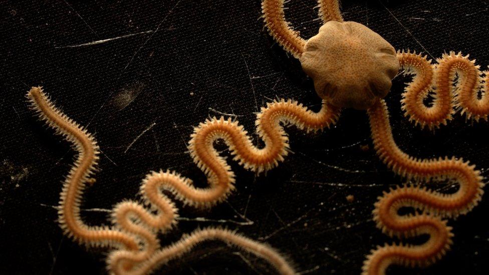 Brittle star