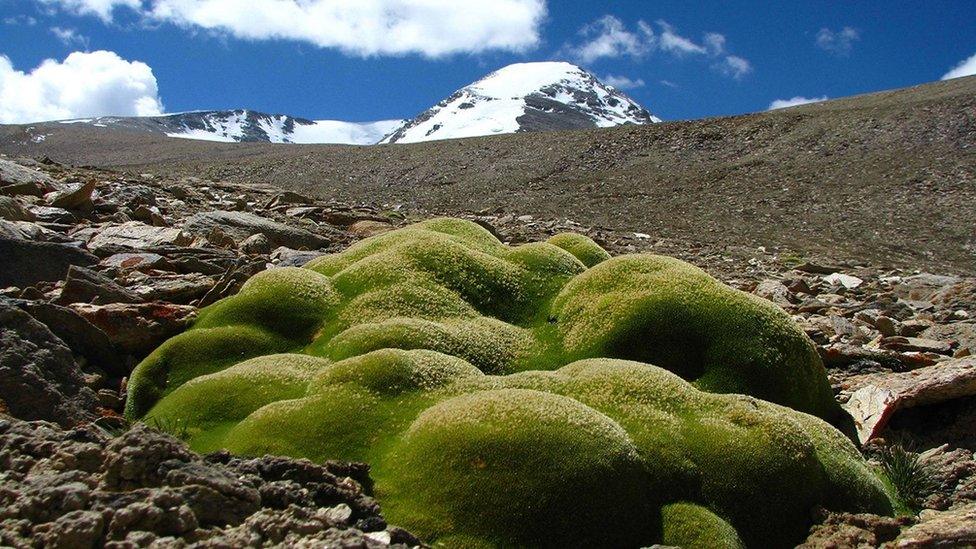 Cushion plants growing 6km above sea level