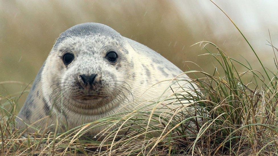 Seal pup at Blakeney