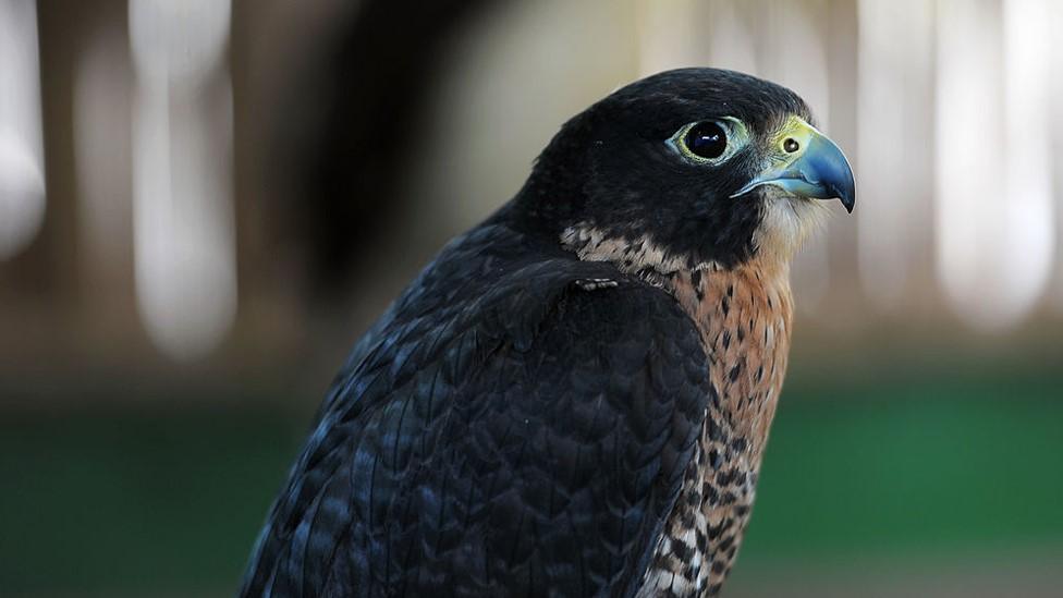 peregrine falcon