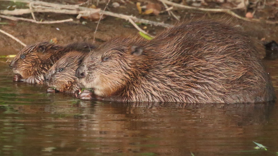 Beavers