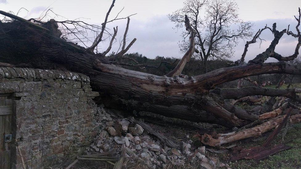 A large tree collapsed onto a stone wall in Dalcross, Inverness