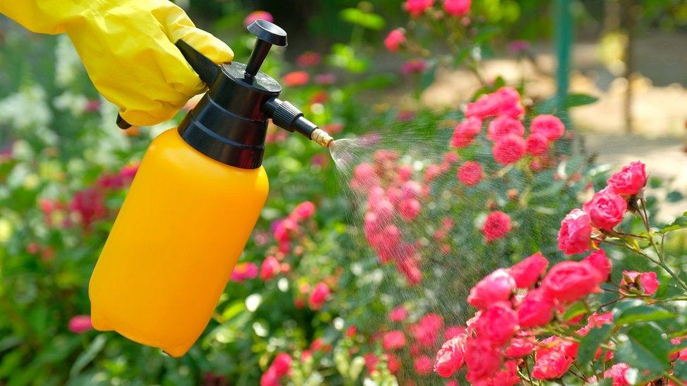 Flowers being sprayed