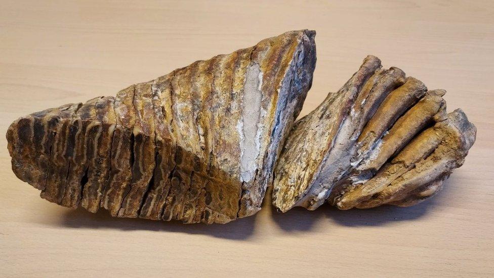 A mammoth tooth