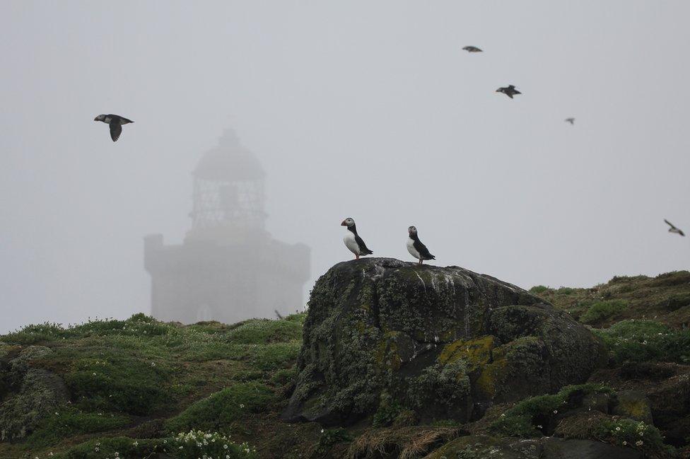 Puffin on the Isle of May