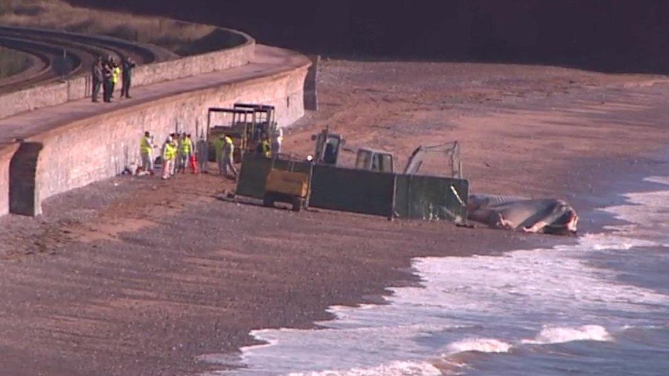 Screens have been put up around the whale