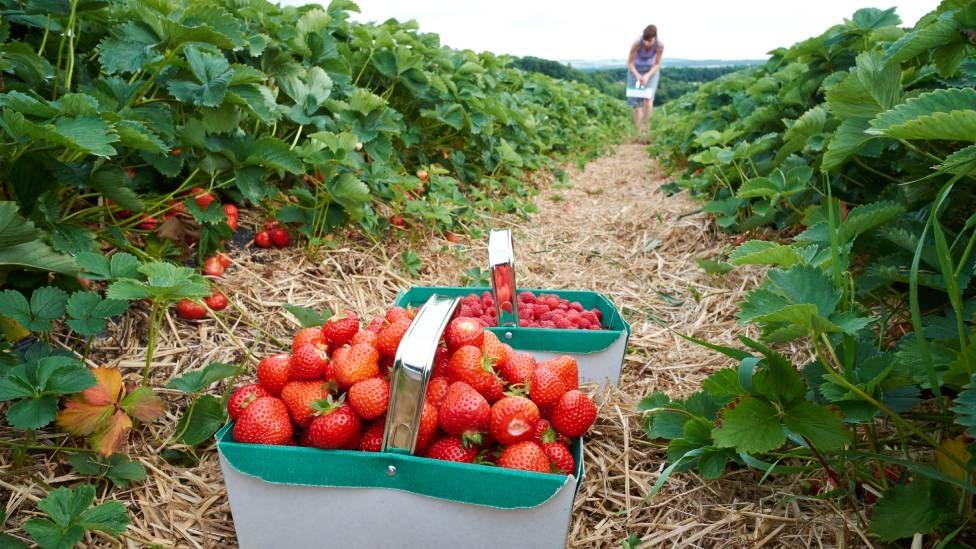 A woman picks strawberries in a strawberry field.
