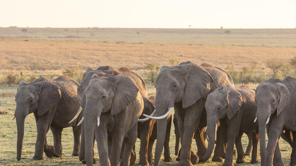 Elephant Herd Walking Across African Plain