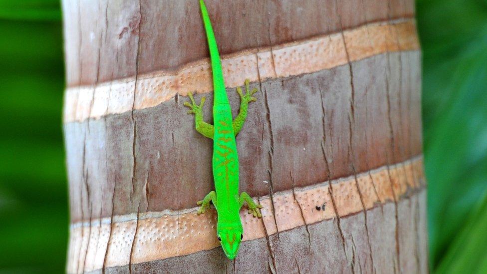 Gecko