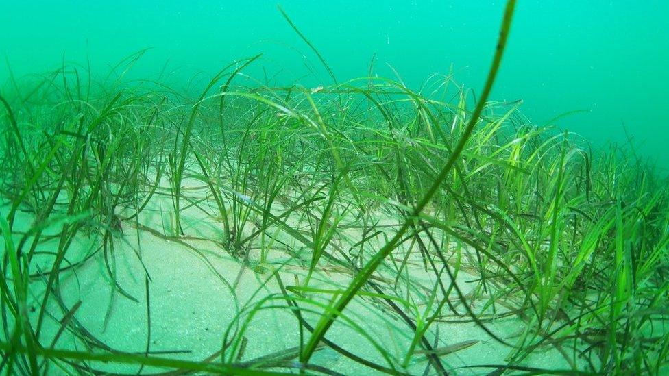 Seagrass in Carlyon Bay, St Austell