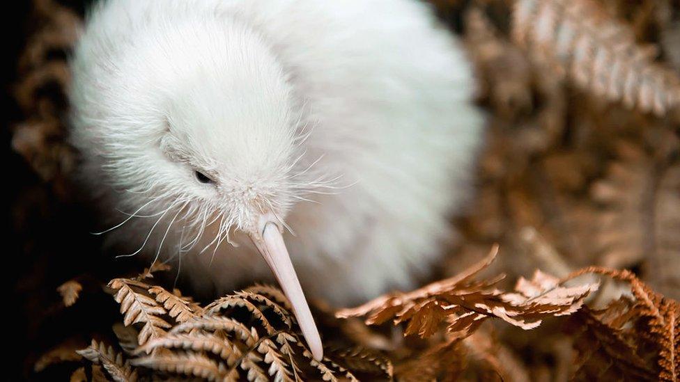 In this handout photo provided by the Pukaha Mt Bruce National Wildlife Centre, a rare white kiwi chick is seen in an outdoor enclosure in the forest reserve at the National Wildlife Centre on June 1, 2011 in Wellington, New Zealand.