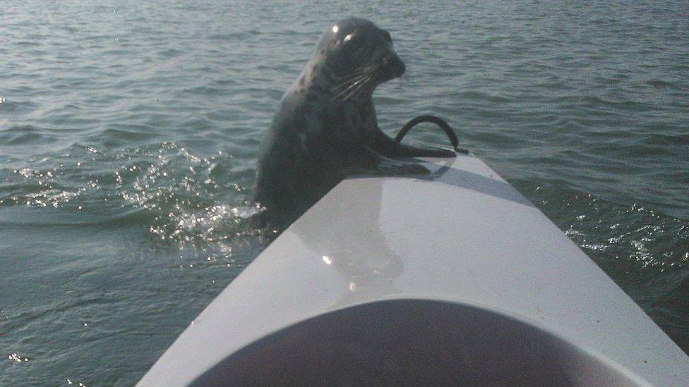 Seal on boat