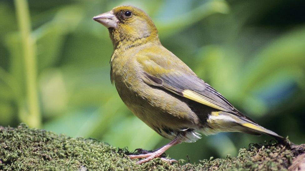 A male greenfinch perched on a branch