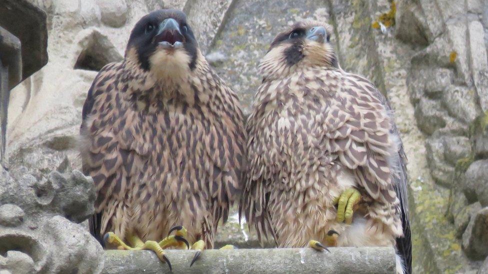 Two peregrines perching