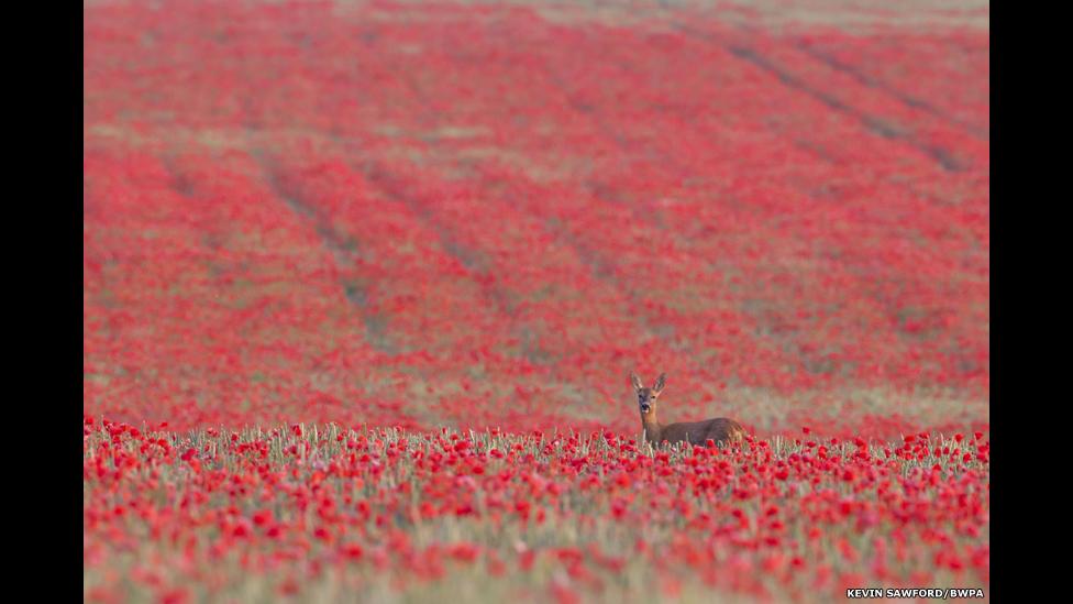 Roe Deer in Four Seasons by Kevin Sawford