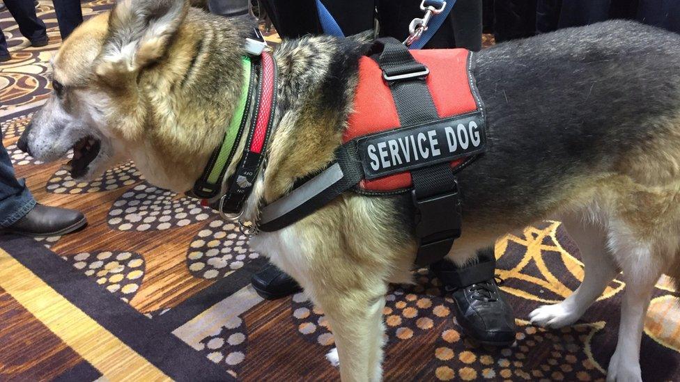 A service dog