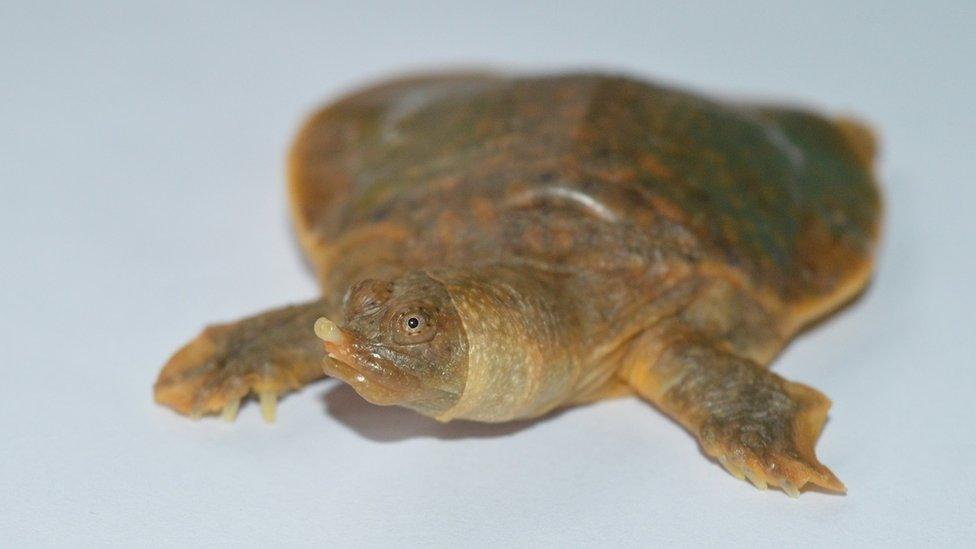 Cantor's giant softshell turtle.