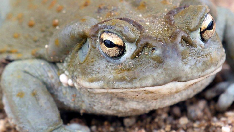 A Sonoran Desert toad pictured in the Arizona desert