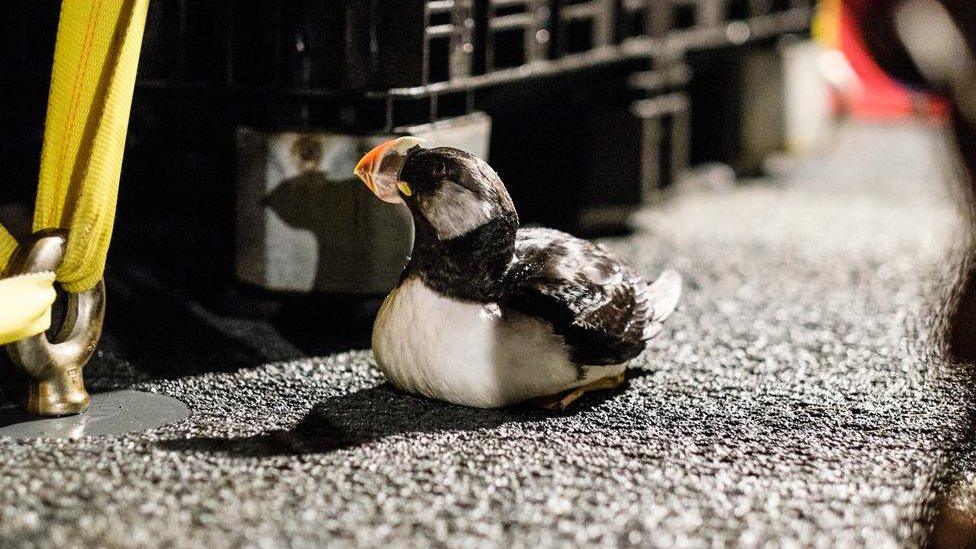 puffin on the deck of the research vessel