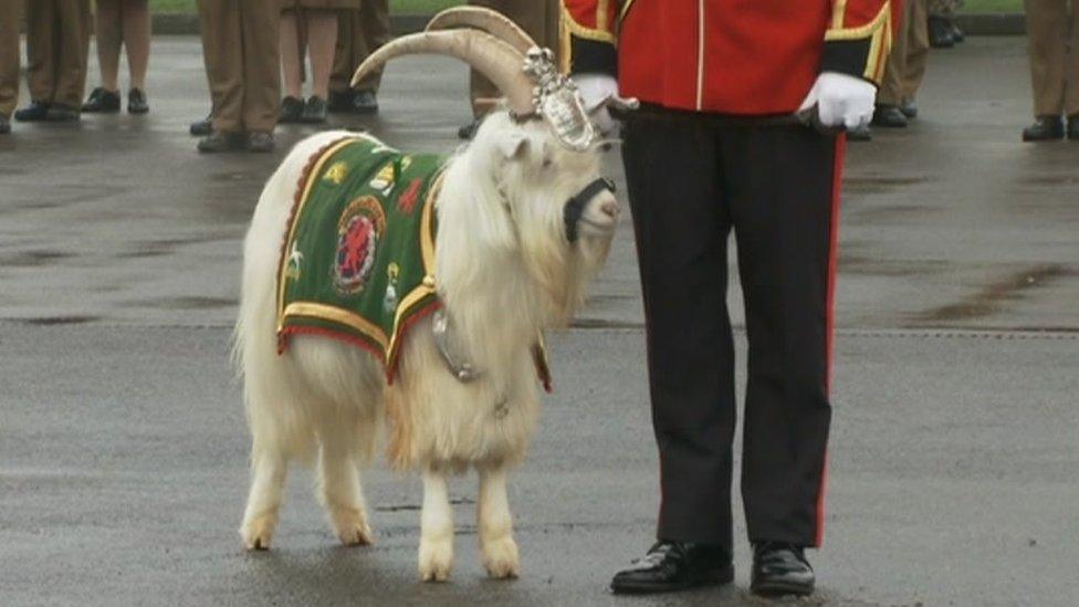 One of The Royal Wales regimental goats