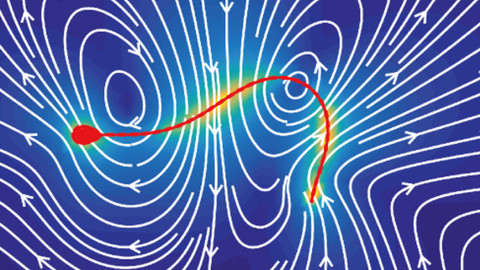 How sperm swim is based on maths