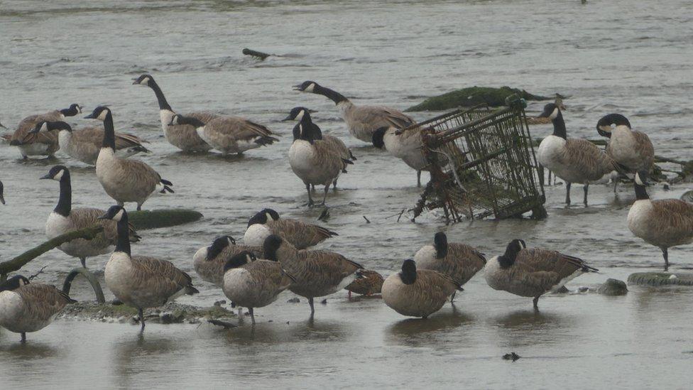 Dozens of birds in the dirty river