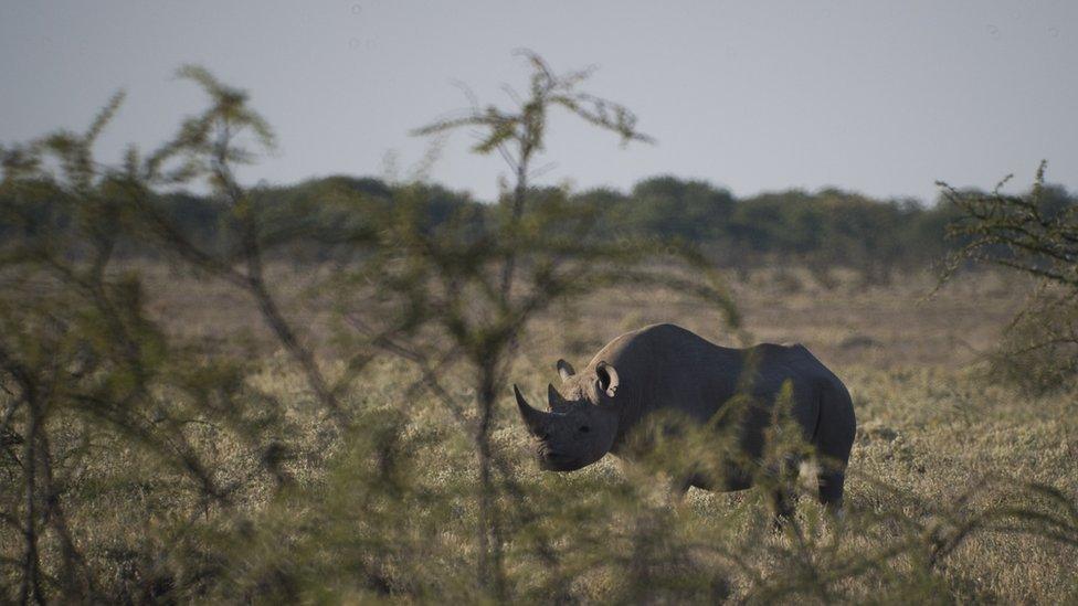 A black rhino in Etosha National Park in Namibia